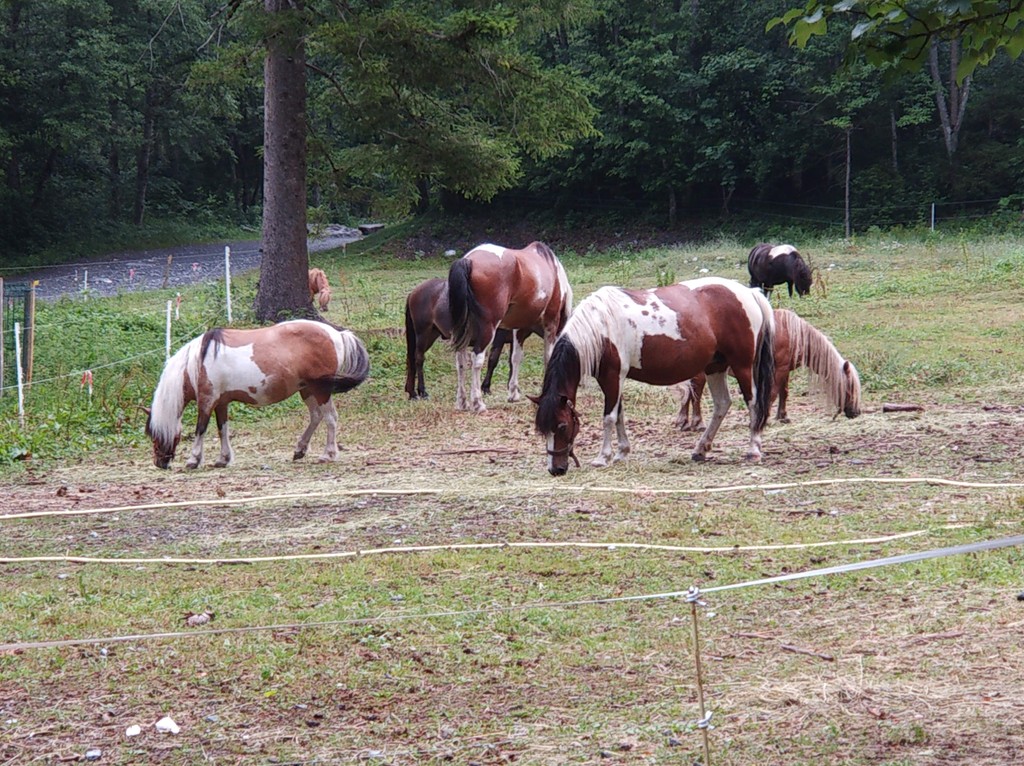 1565355516445-img_20190730_190931-resize
